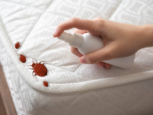 Emergency Pest Control in South Glens Falls, NY